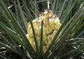 Yucca Schidigera