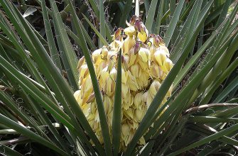 Yucca Schidigera