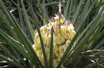 Yucca Schidigera