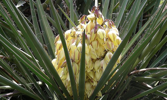 Yucca Schidigera