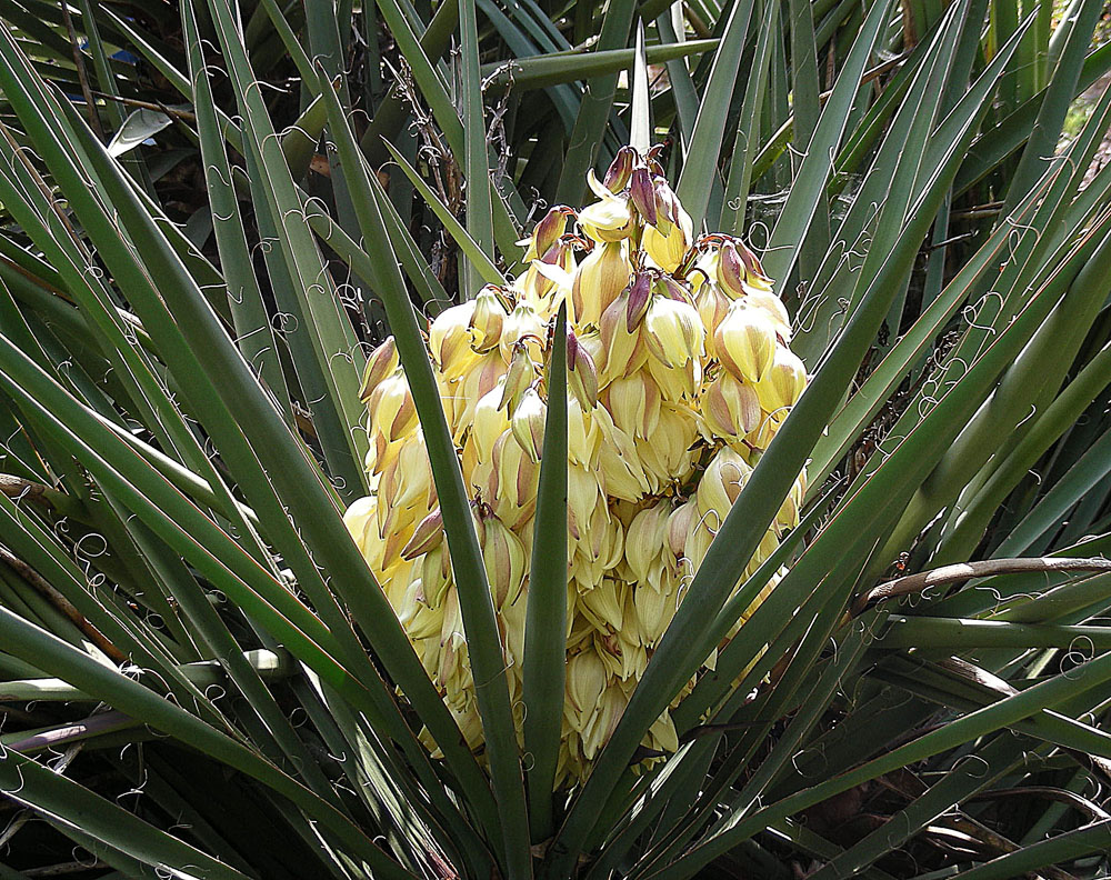 Yucca Schidigera