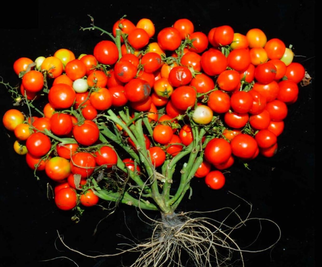 Upravená rajčata