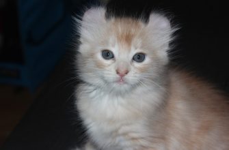 Americký curl