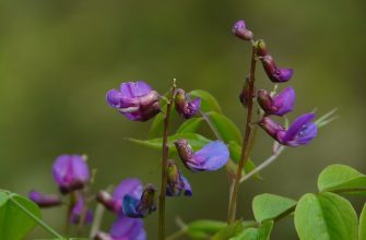 baptisia