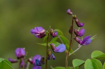 baptisia