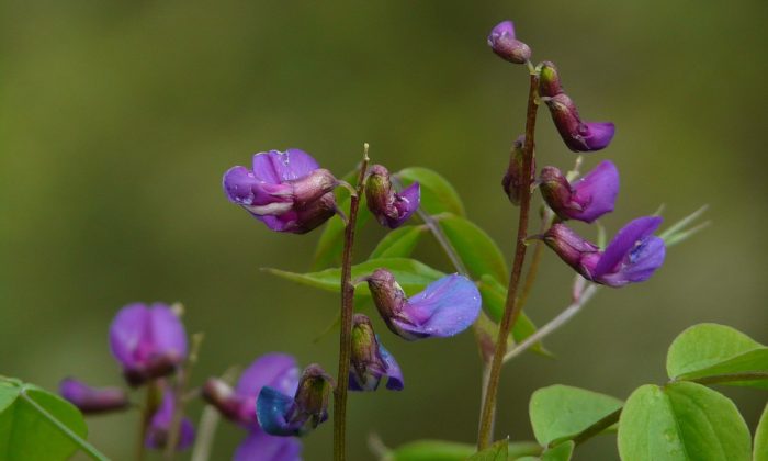 baptisia