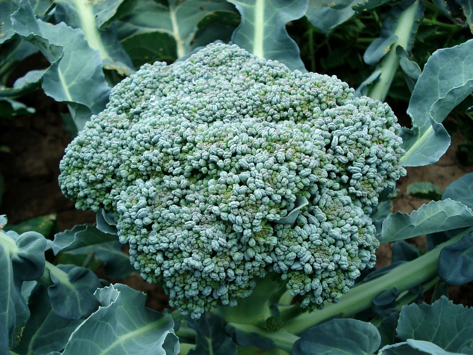 Co se Zažloutlou brokolici?