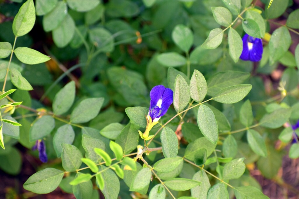 Clitoria ternatea