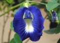 Clitoria ternatea