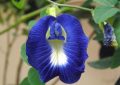 Clitoria ternatea