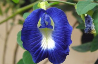 Clitoria ternatea