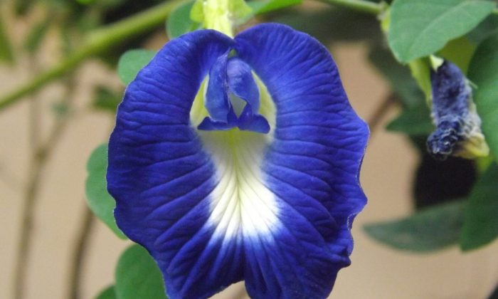 Clitoria ternatea