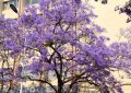 Jacaranda