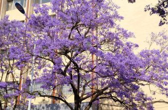 Jacaranda