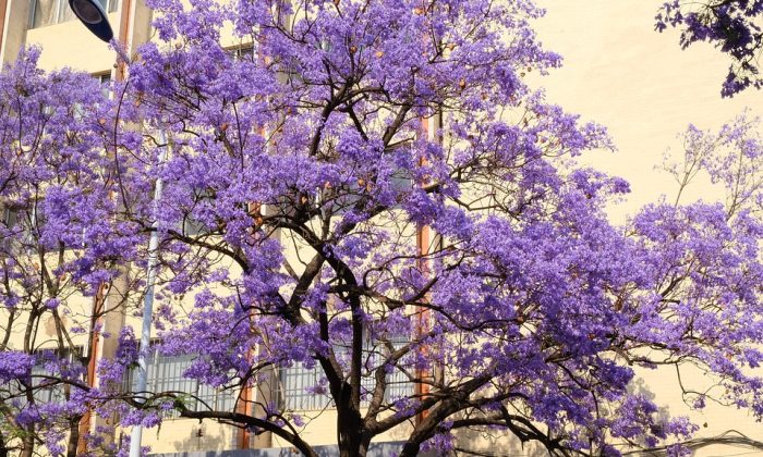 Jacaranda