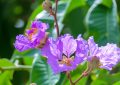 Lagerstroemia