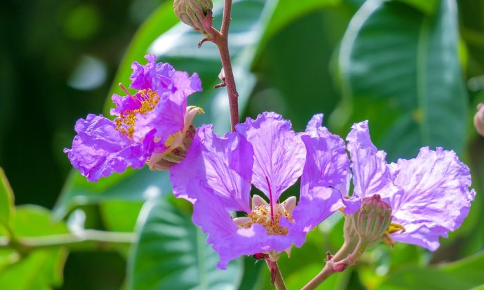 Lagerstroemia