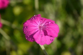 Lychnis