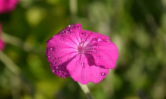 Lychnis