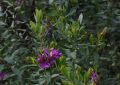 polygala myrtifolia