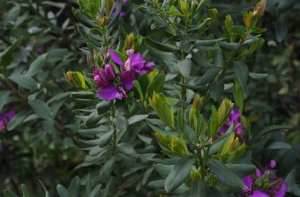 polygala myrtifolia