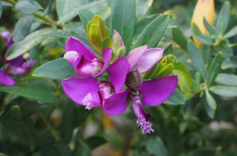 polygala myrtifolia