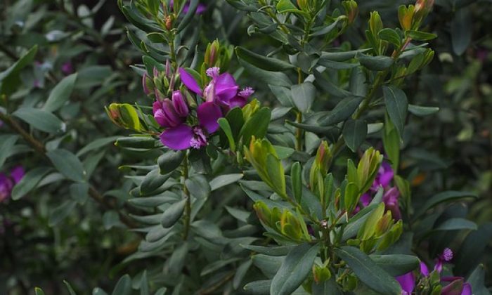 polygala myrtifolia