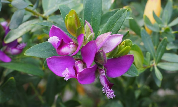 polygala myrtifolia