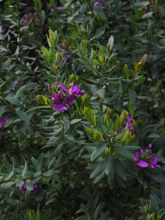 polygala myrtifolia