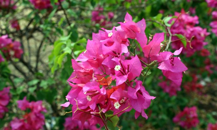 buganvile