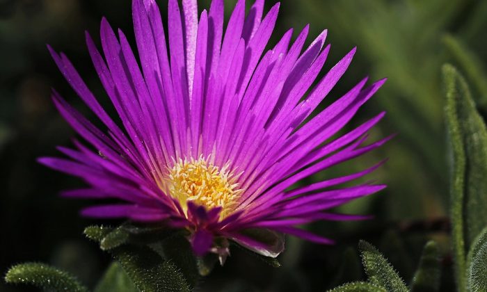 delosperma