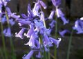 Hyacinthoides