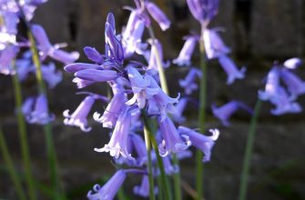 Hyacinthoides