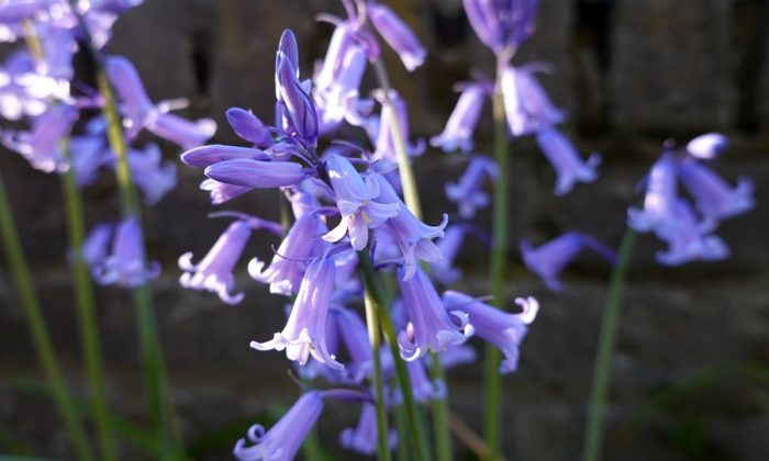 Hyacinthoides