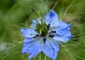 Nigella damascena2