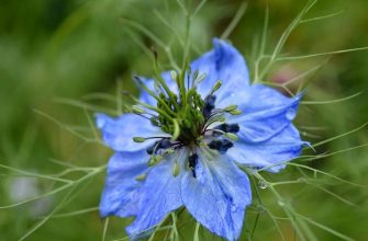 Nigella damascena2