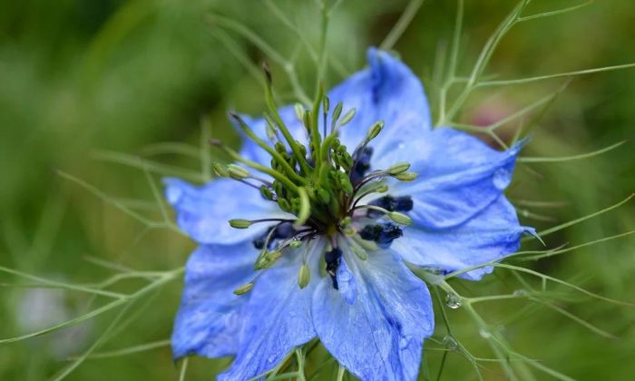 Nigella damascena2