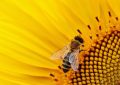 Slunečnice - včela