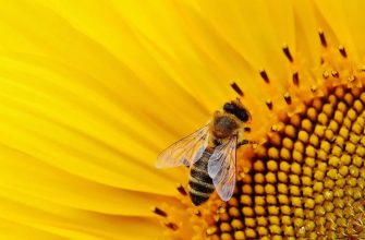 Slunečnice - včela