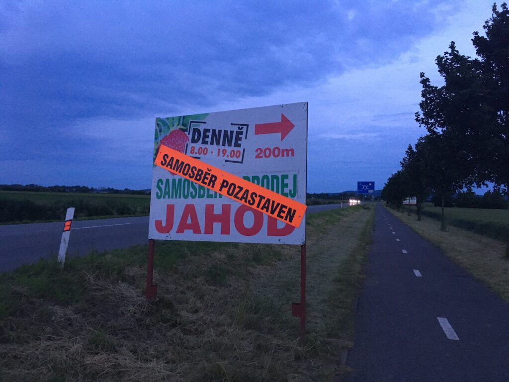 Samosběr jahod 