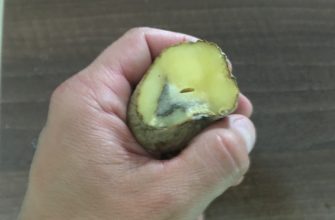 Černé skvrny na bramborách