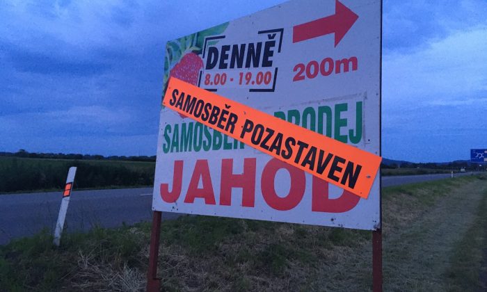 Samosběr jahod