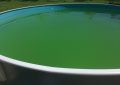 Zelená voda