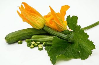Cuketa