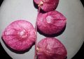 Lebeda zahradní-Atriplex hortensis