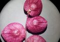 Lebeda zahradní-Atriplex hortensis