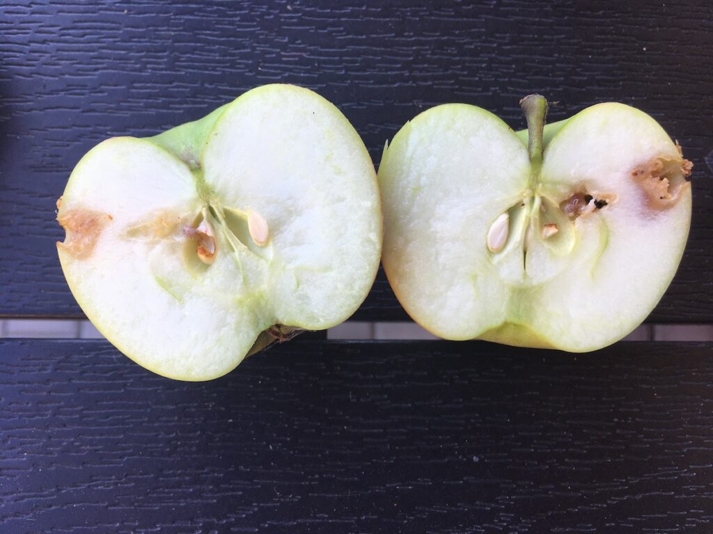 Napadená jablka