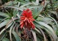 aloe arborescens