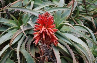 aloe arborescens