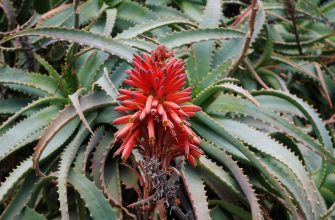 aloe arborescens